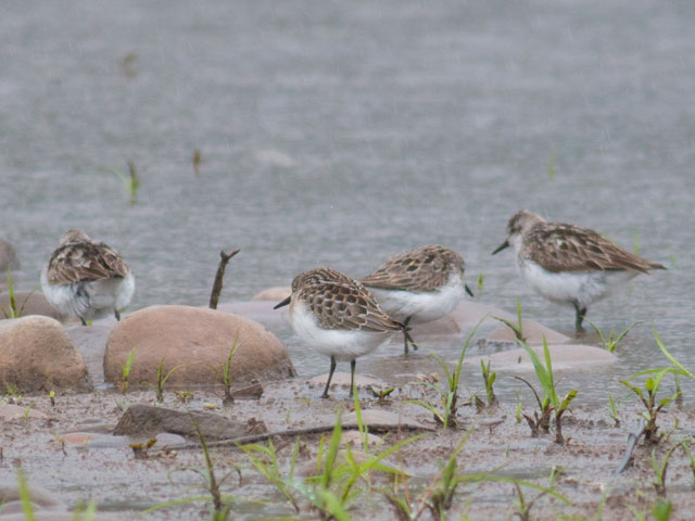Semipalmated Sandpiper - 8/12/2014, Mill St. &copy; David Brown