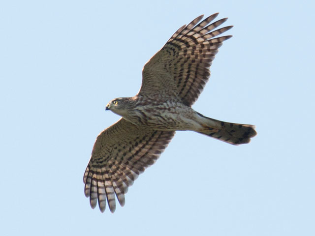 Sharp-shinned Hawk - 8/28/2016, State Game Lands 252 &copy; David Brown