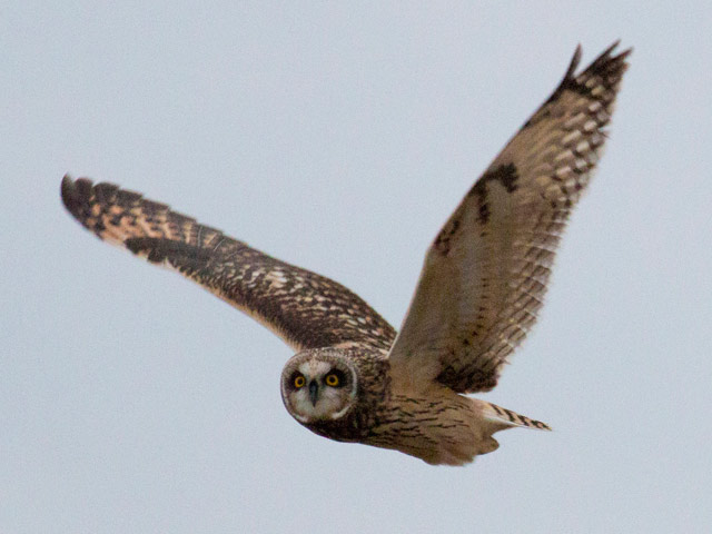 Short-eared Owl - 1/3/2016, Mill Hill Rd. &copy; David Brown