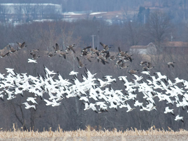 Mixed flock of geese, including Snow, Canada and a Greater White-fronted - 3/15/2015, near Pennsdale &copy; David Brown