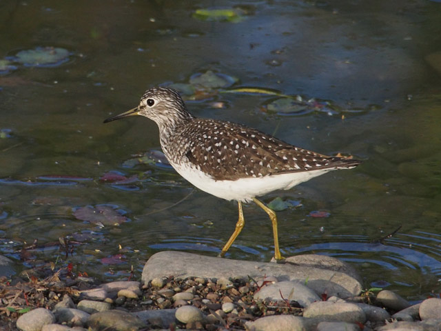 Solitary Sandpiper - 5/7/2016, Indian Park &copy; Bobby Brown