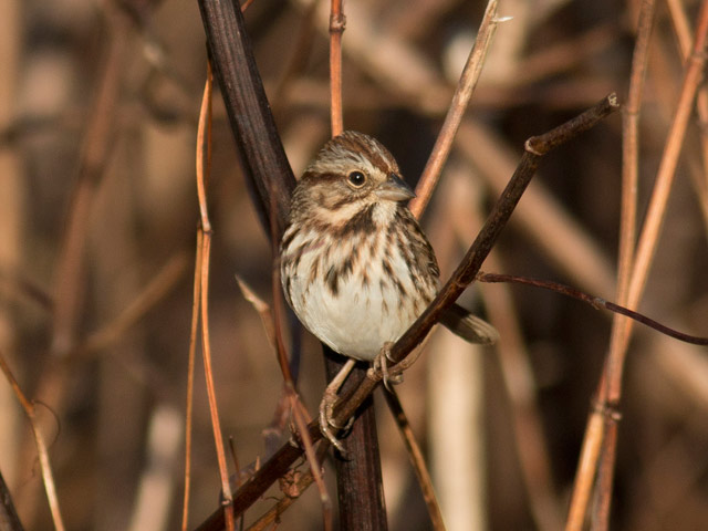 Song Sparrow - 12/4/2015, Canfield Island &copy; David Brown