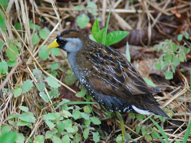 Sora - 5/22/2011, SGL 133 &copy; Nate Fronk