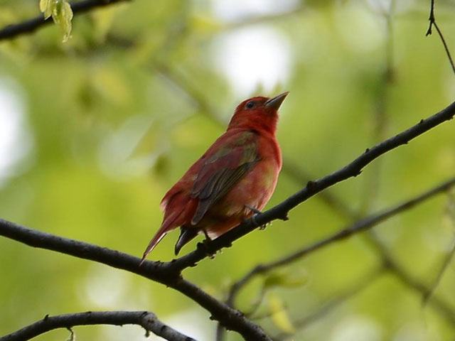 Summer Tanager - 5/8/2016, Canfield Island &copy; Steve Pinkerton