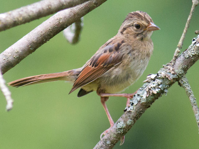 Swamp Sparrow - 8/1/2016, Powys Wetland &copy; David Brown
