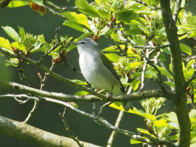 Tennessee Warbler - 5/12/2016, Williamsport Water Authority &copy; Bobby Brown