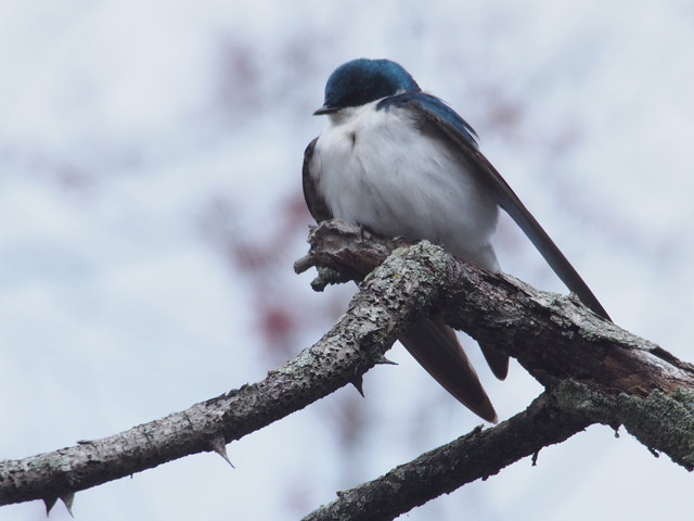 Tree Swallow - 4/3/2016, Montgomery &copy; Bobby Brown