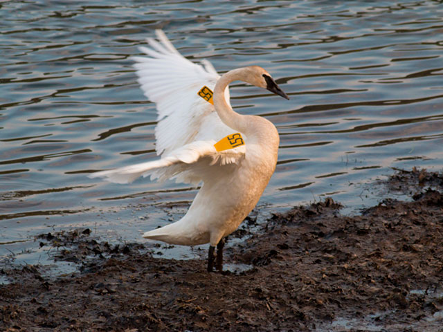 Trumpeter Swan L55, Williamsport Dam &copy; David Brown