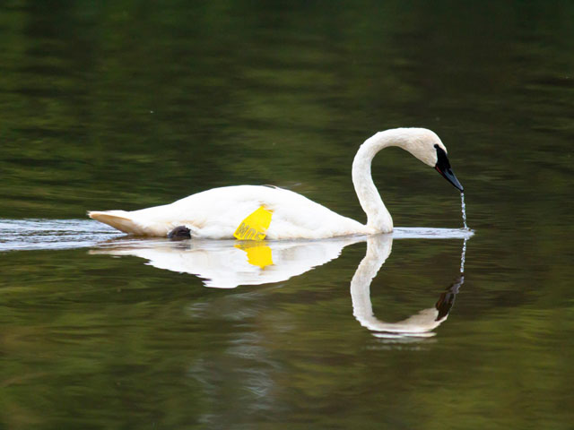Trumpeter Swan M05, Muncy Boat Launch &copy; David Brown