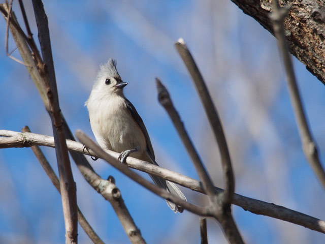 Tufted Titmouse - 2/21/2016, South Williamsport Community Park &copy; Bobby Brown