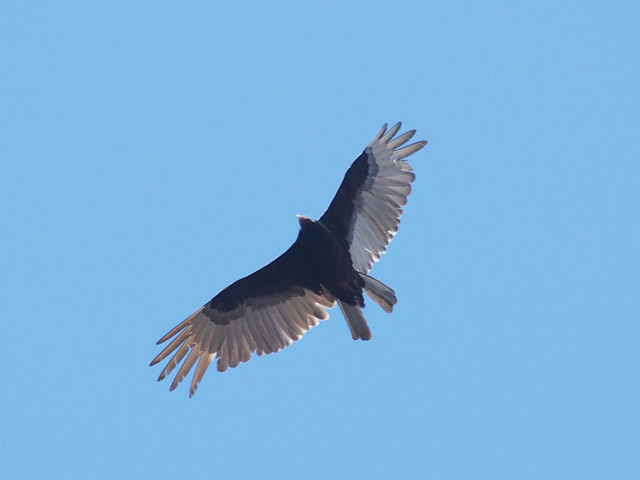 Turkey Vulture (missing some tail feathers) - 4/18/2016, Mill St. &copy; Bobby Brown