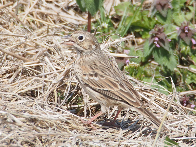 Vesper Sparrow - 4/15/2016, Lycoming Creek Bikeway &copy; Bobby Brown