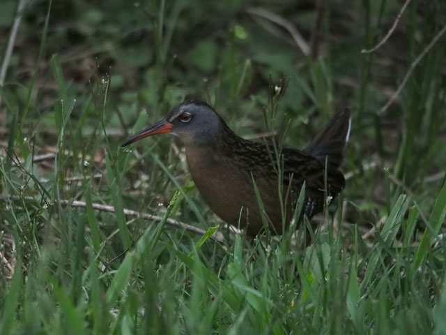 Virginia Rail - 4/30/2016, Powys Wetlands &copy; Bobby Brown