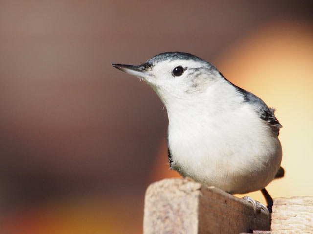 White-breasted Nuthatch - 11/12/2016, Montoursville &copy; Bobby Brown