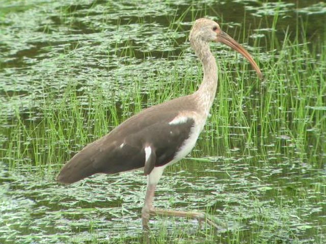 White Ibis - 8/7/2009, Picture Rocks &copy; Dave Ferry