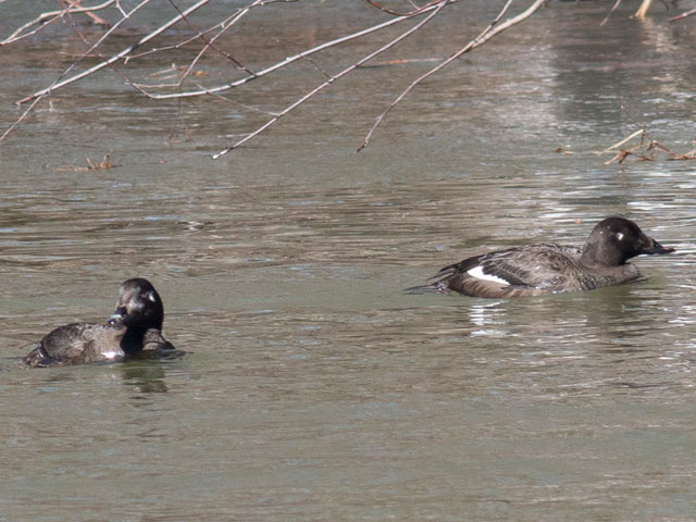 White-winged Scoters - 3/18/2015, Mill St. &copy; David Brown