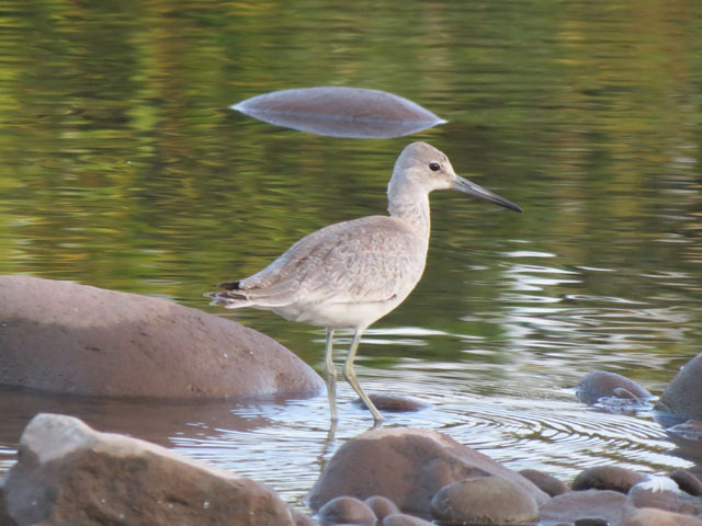 Willet (Western) - 8/14/2015