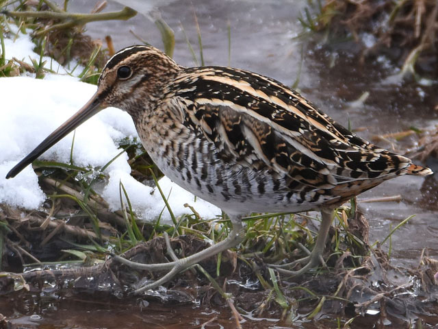 Wilson's Snipe - 3/11/2017, Gamble Twp. &copy; Judi Pinkerton