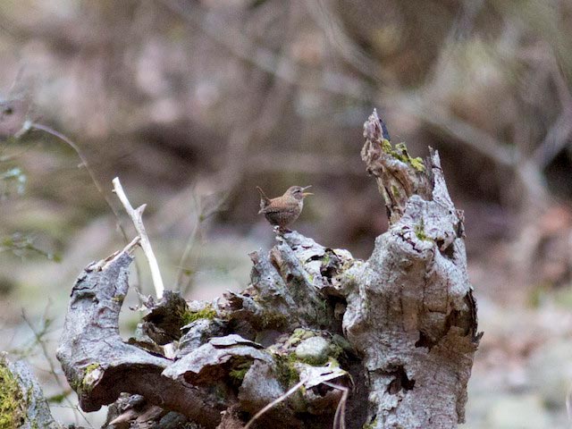 Winter Wren - 3/23/2016, Jacoby Falls Trail &copy; David Brown
