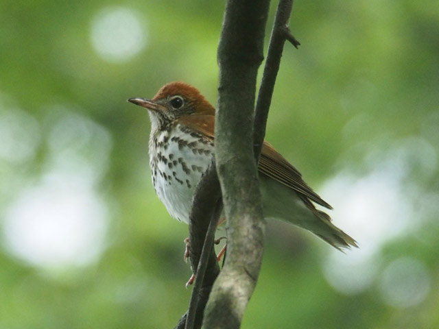 Wood Thrush - 5/15/2016, Canfield Island &copy; Bobby Brown