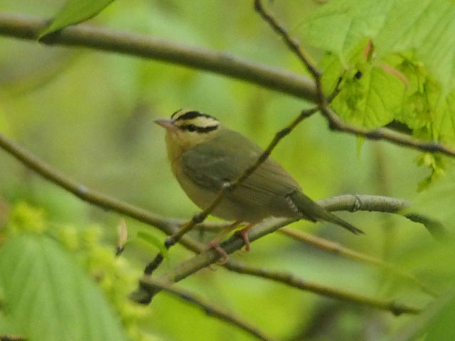 Worm-eating Warbler - 5/14/2016, Skyline Drive &copy; Bobby Brown