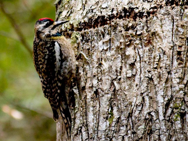 Yellow-bellied Sapsucker - 4/15/2015, Jacoby Falls Trail &copy; David Brown