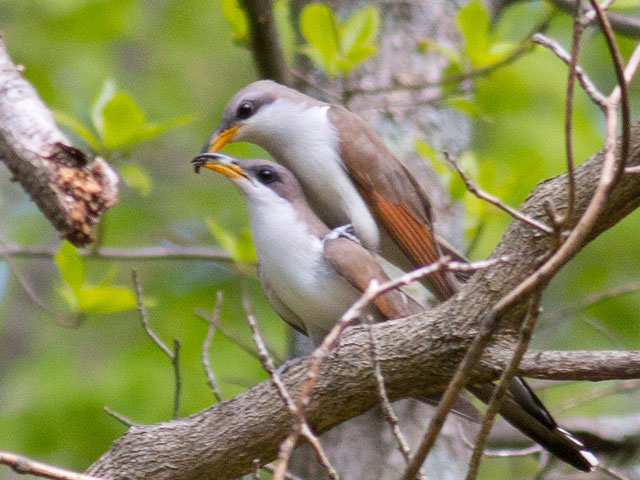 Yellow-billed Cuckoos - 5/24/2014, Glacier Pools Preserve &copy; David Brown