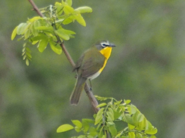 Yellow-breasted Chat - 5/17/2016, Mill St. &copy; Bobby Brown