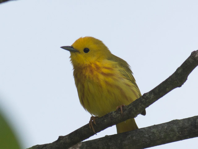 Northern Yellow Warbler - 5/26/2016, Lime Bluff Recreation Area &copy; David Brown